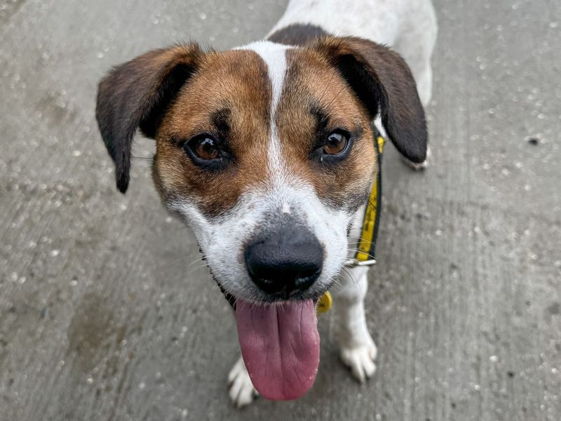 Sue | Terrier (Jack Russell) Cross | Basildon (Essex) - 7