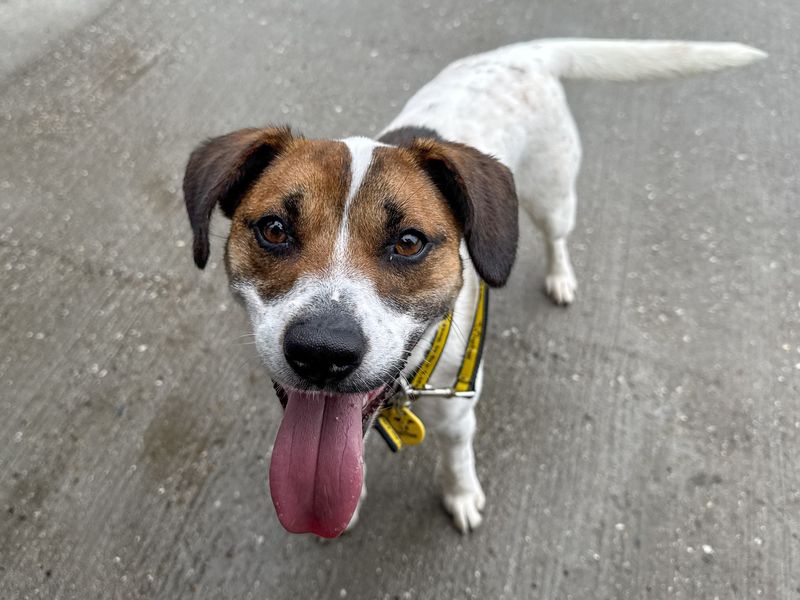 Sue | Terrier (Jack Russell) Cross | Basildon (Essex) - 4