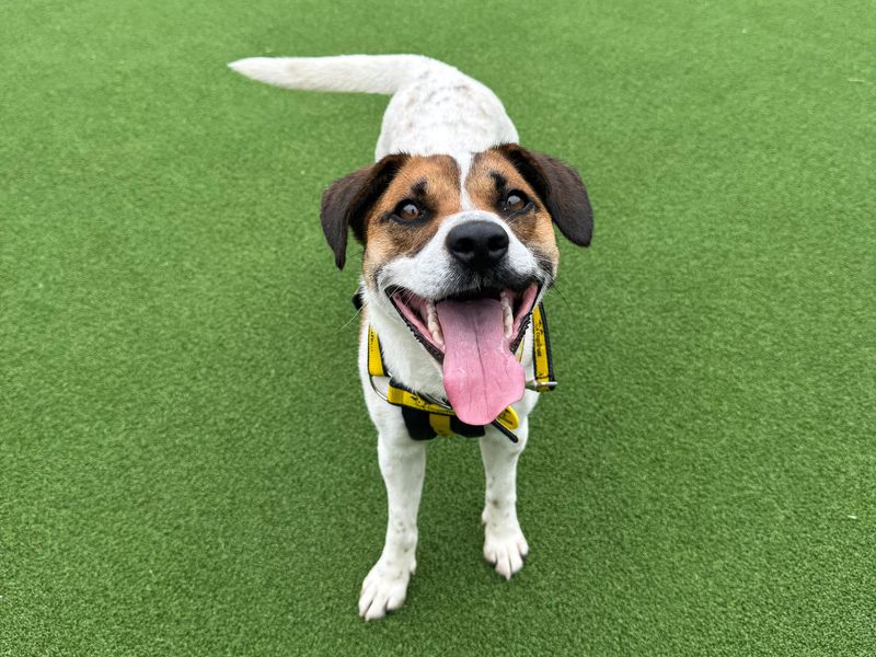 Sue | Terrier (Jack Russell) Cross | Basildon (Essex) - 5