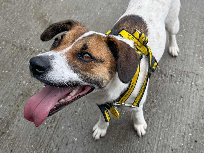 Sue | Terrier (Jack Russell) Cross | Basildon (Essex) - 1