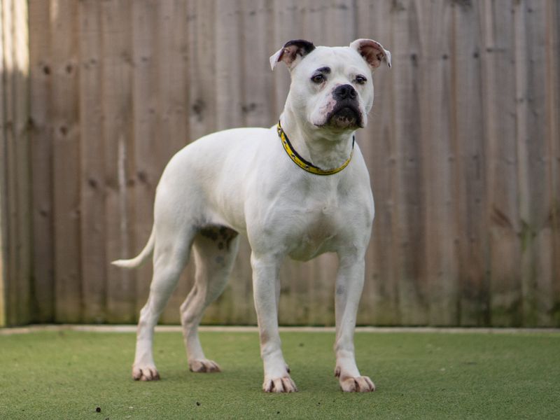 Sugar | Terrier (Staffordshire Bull) Cross | Kenilworth (West Midlands) - 2