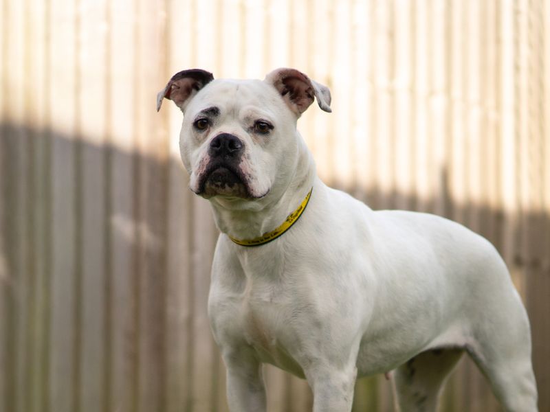 Sugar | Terrier (Staffordshire Bull) Cross | Kenilworth (West Midlands) - 3