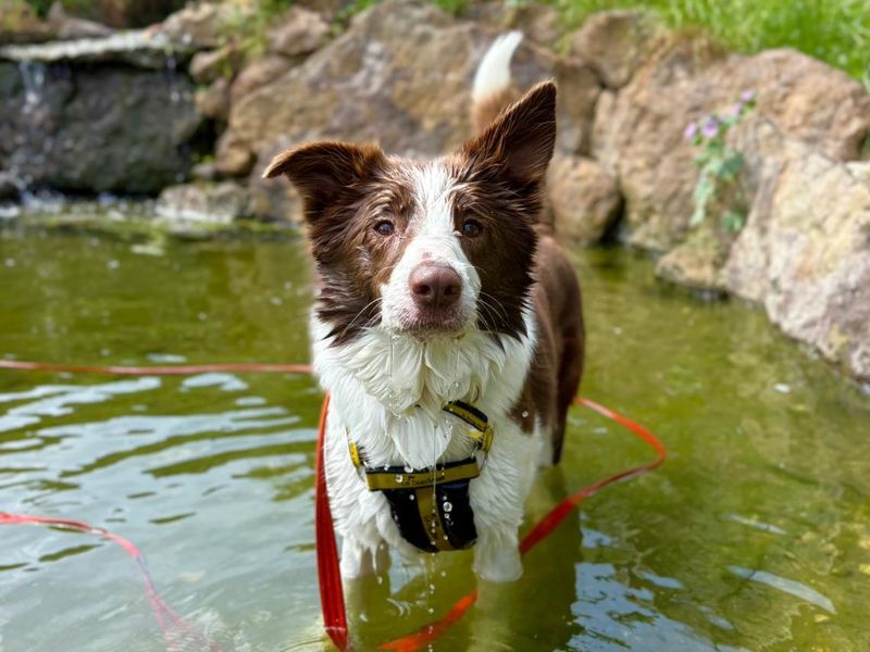 Shelly | Collie (Border) | Harefield West London - 2