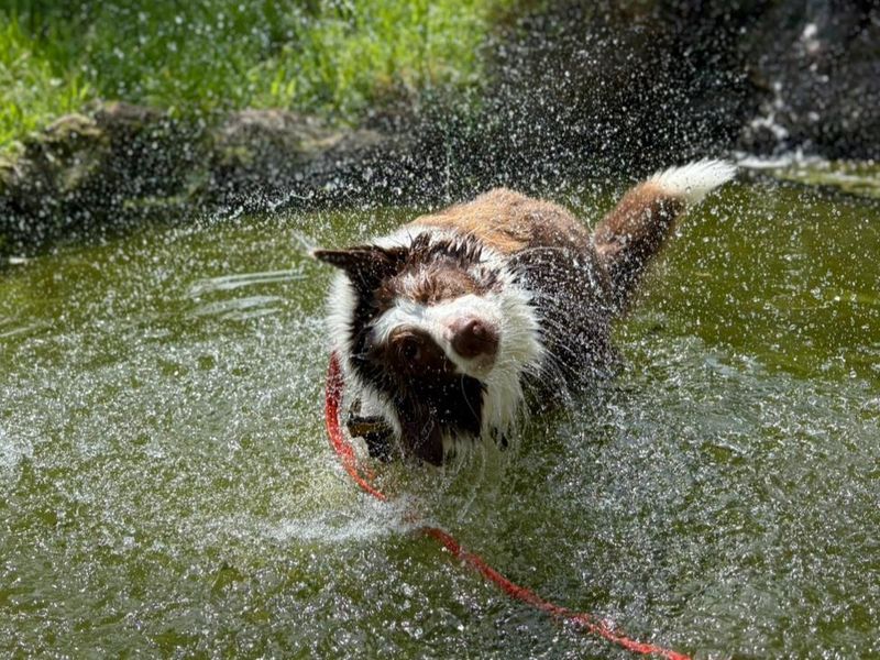 Shelly | Collie (Border) | Harefield West London - 3