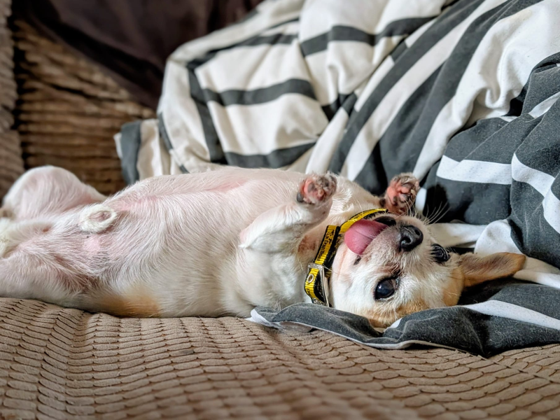 Jack Russell Terrier Dogs And Puppies For Adoption