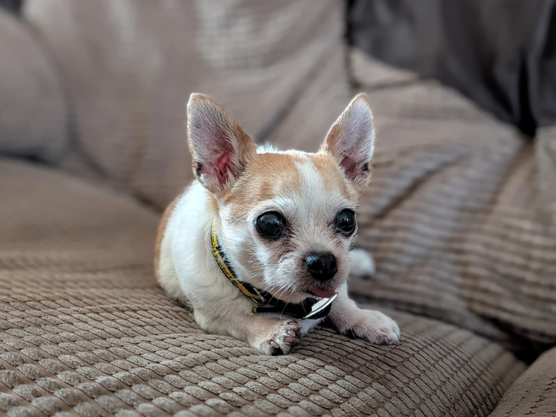 Joey - Image 3 of 4