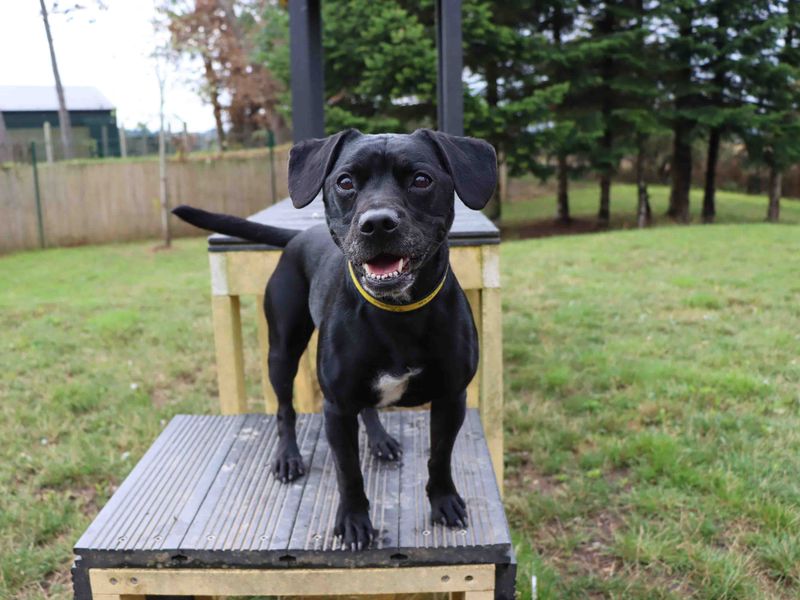 Claude | French Bulldog Cross | Darlington - 3