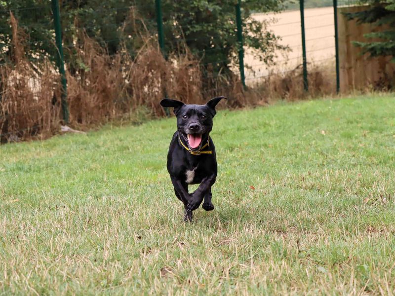 Claude | French Bulldog Cross | Darlington - 4