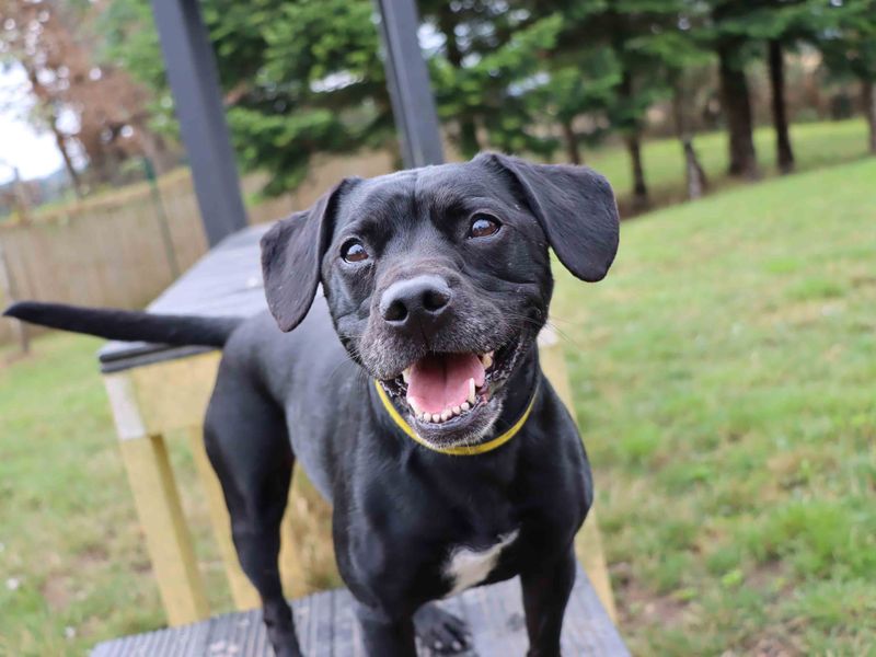 Claude | French Bulldog Cross | Darlington - 2
