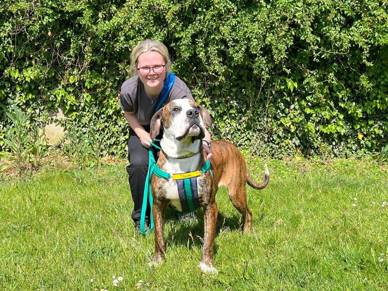 undefined | Terrier (Staffordshire Bull) Cross | undefined - 3