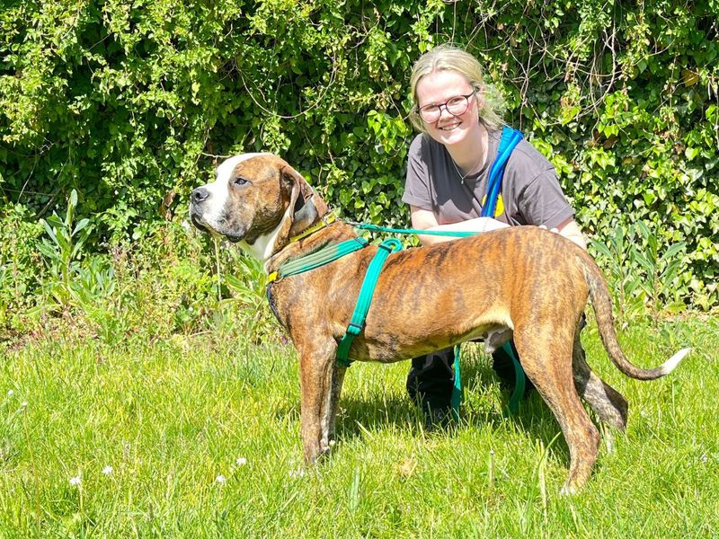 undefined | Terrier (Staffordshire Bull) Cross | undefined - 4