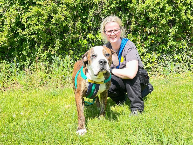 undefined | Terrier (Staffordshire Bull) Cross | undefined - 2