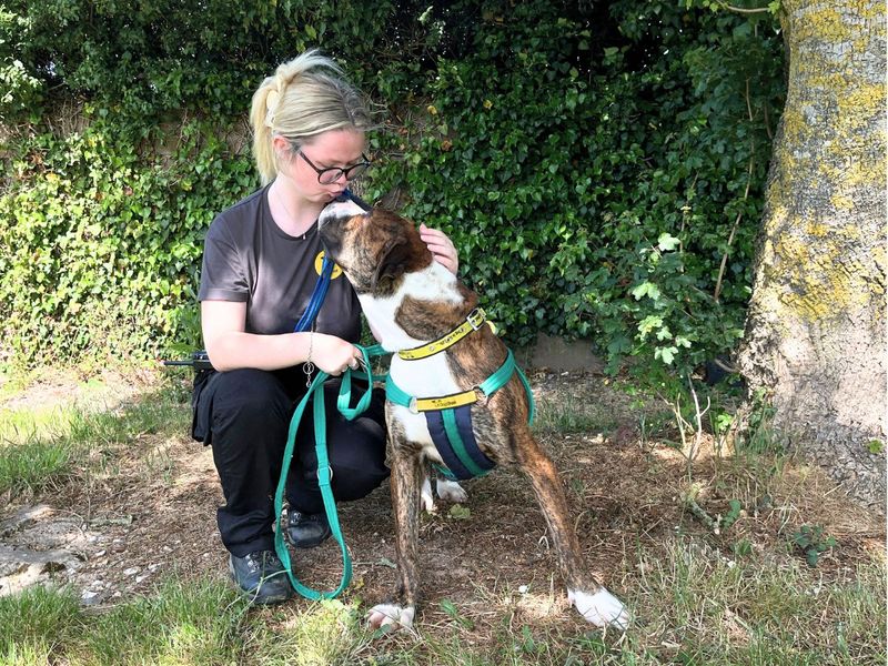 undefined | Terrier (Staffordshire Bull) Cross | undefined - 6