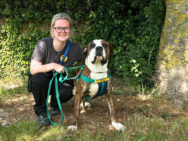 undefined | Terrier (Staffordshire Bull) Cross | undefined - 5