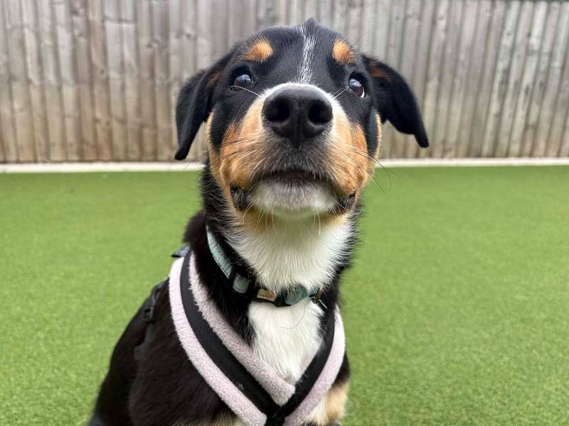 Tikka | Rottweiler Cross | Loughborough - 2