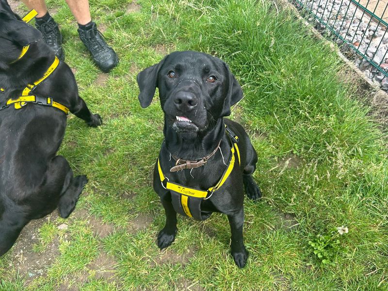 undefined | Retriever (Labrador) | undefined - 1
