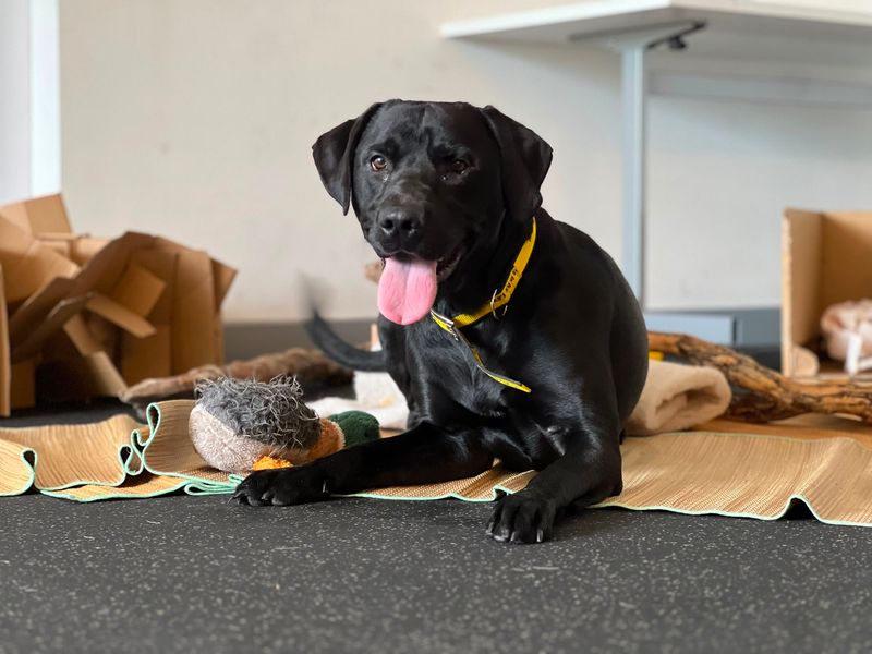 undefined | Retriever (Labrador) | undefined - 5