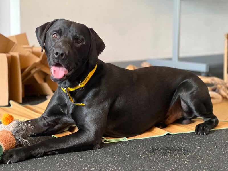undefined | Retriever (Labrador) | undefined - 2