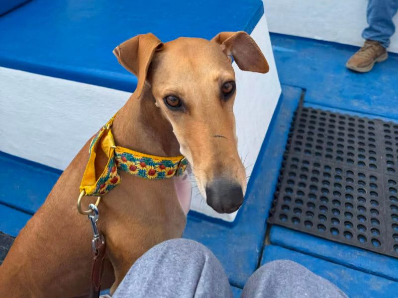 undefined | Greyhound Cross | undefined - 1