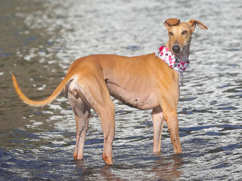 Freya | Greyhound Cross | Ilfracombe - 1