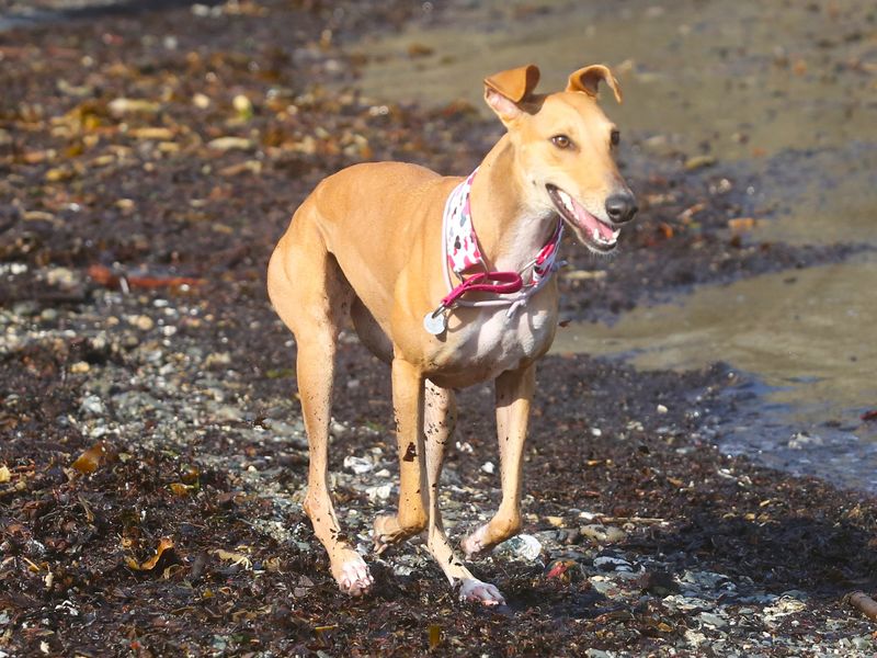 Freya | Greyhound Cross | Ilfracombe - 2