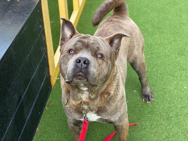 undefined | Shar Pei Cross | undefined - 2