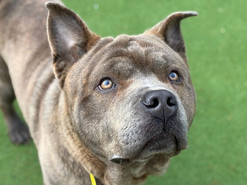 undefined | Shar Pei Cross | undefined - 1