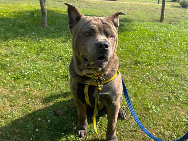 Casso | Chow Chow Cross | Canterbury - 5