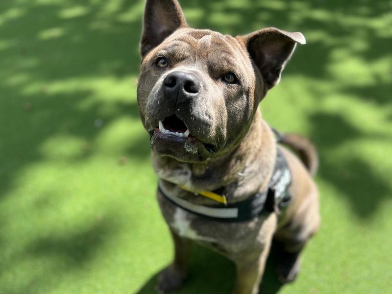 Casso | Chow Chow Cross | Canterbury - 4