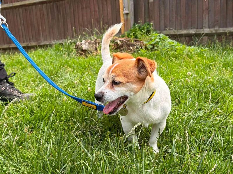 Milo | Chihuahua (Smooth Coat) Cross | Salisbury (Wiltshire) - 1