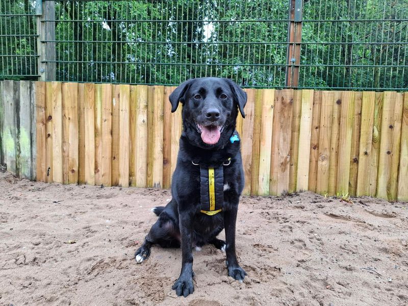 undefined | Retriever (Labrador) Cross | undefined - 3