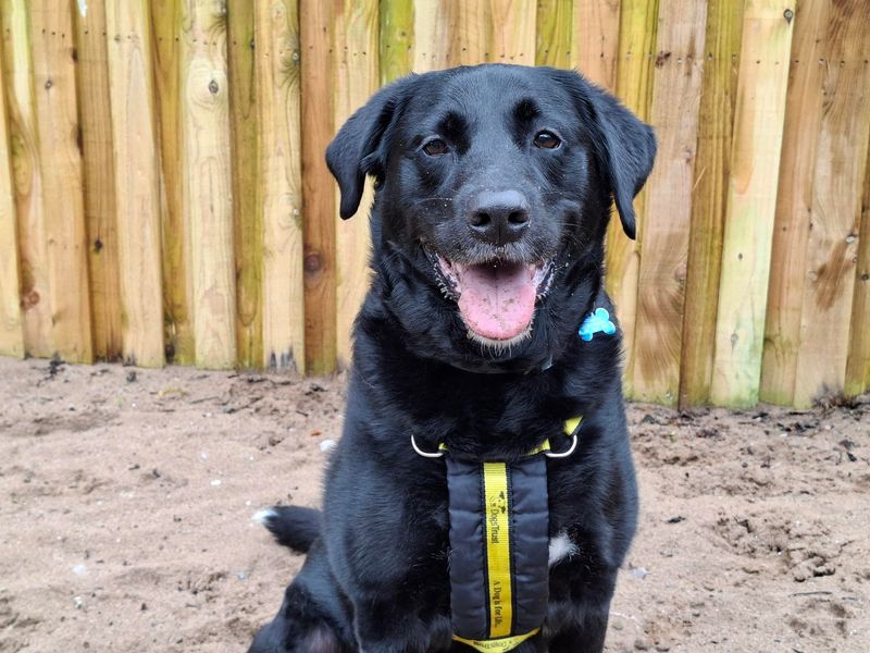 undefined | Retriever (Labrador) Cross | undefined - 2