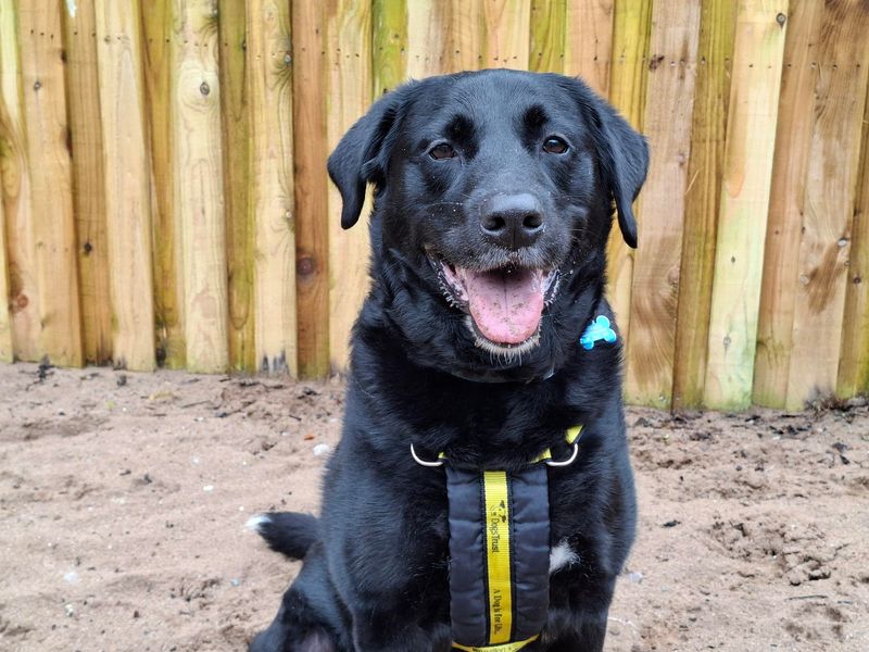undefined | Retriever (Labrador) Cross | undefined - 4