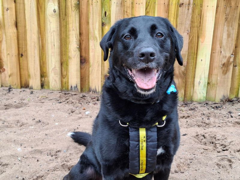 undefined | Retriever (Labrador) Cross | undefined - 1