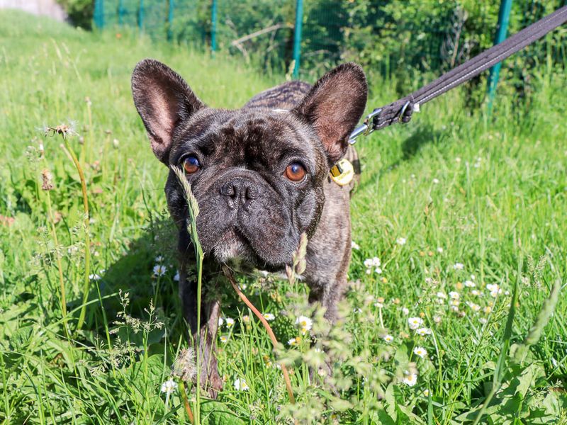 undefined | French Bulldog | undefined - 1