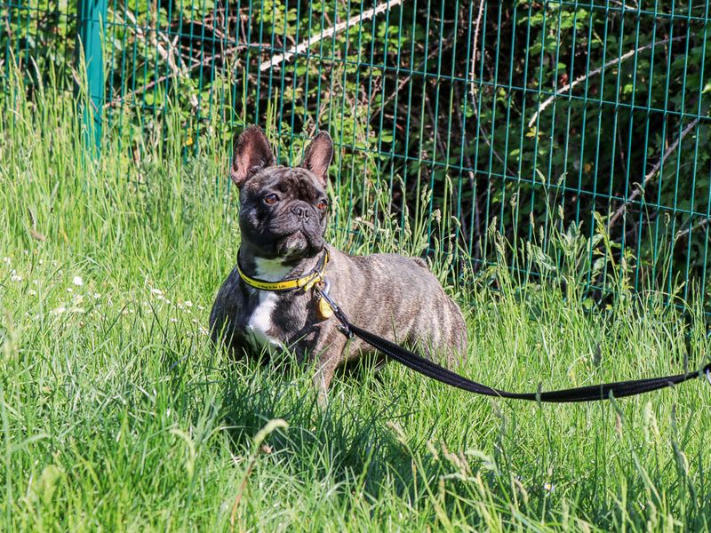 undefined | French Bulldog | undefined - 3