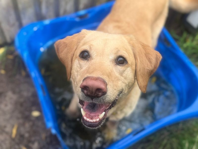 Rosie | Retriever (Labrador) | Shrewsbury (Shropshire) - 3