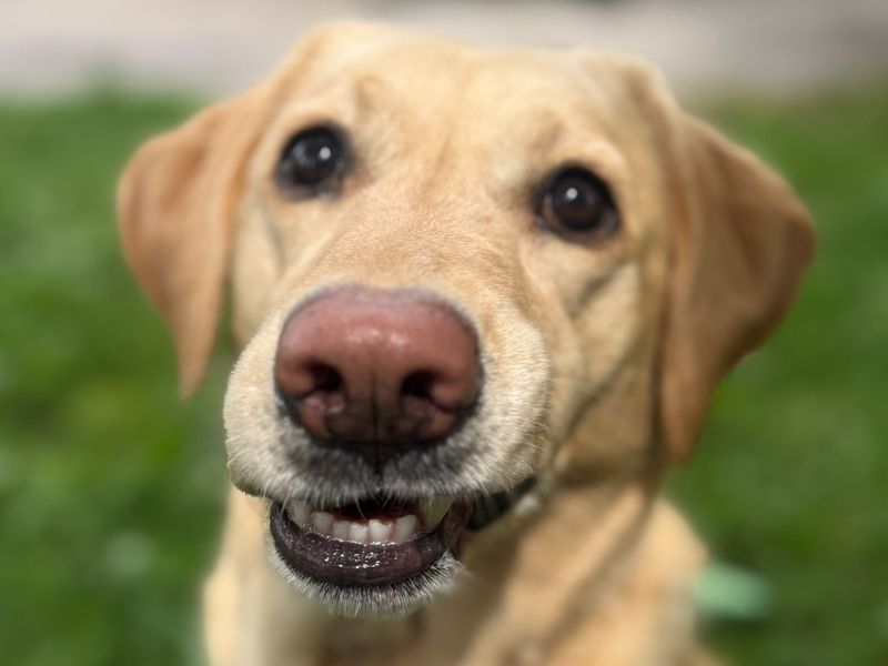 Rosie | Retriever (Labrador) | Shrewsbury (Shropshire) - 2