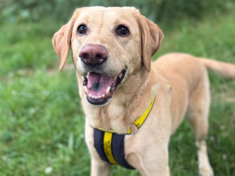 Rosie | Retriever (Labrador) | Shrewsbury (Shropshire) - 4