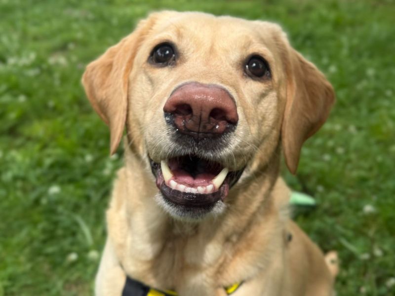 Rosie | Retriever (Labrador) | Shrewsbury (Shropshire) - 1