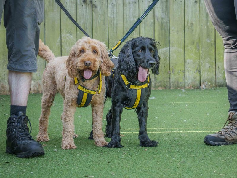 Cocker Spaniel Dogs And Puppies For Adoption