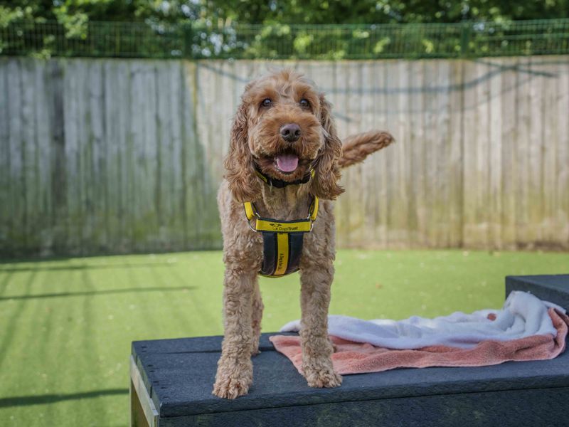 Poodle Dogs And Puppies For Adoption