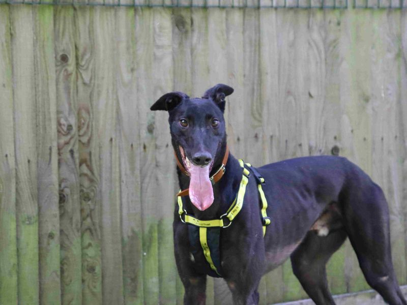 undefined | Greyhound | undefined - 2