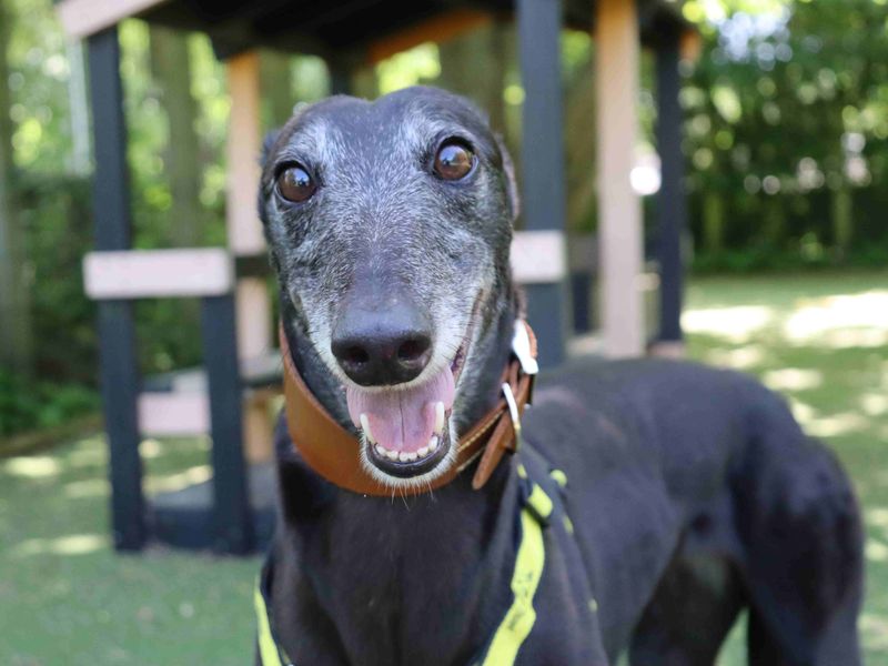Greyhound Dogs And Puppies For Adoption