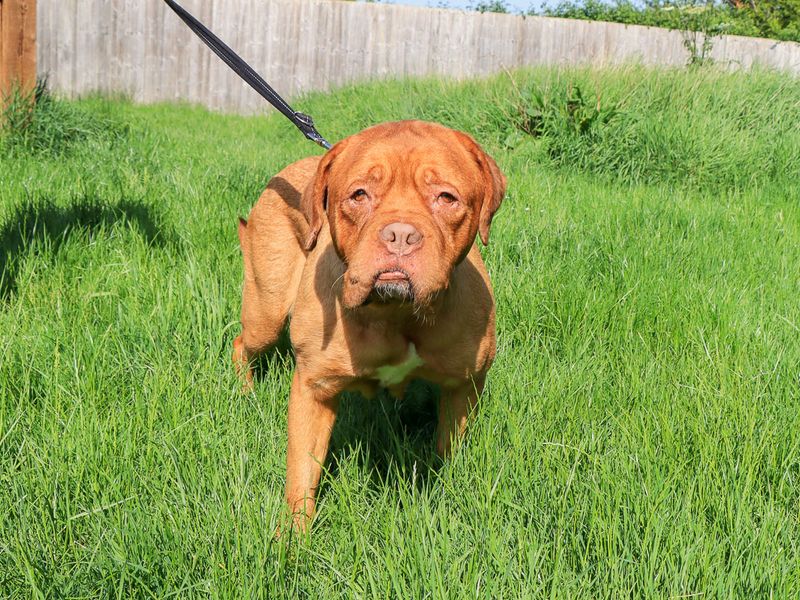 undefined | Dogue De Bordeaux | undefined - 1