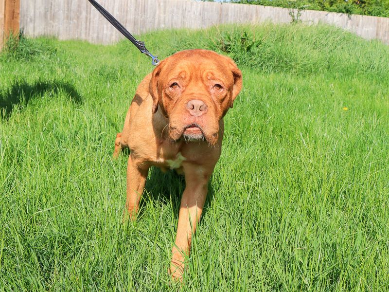 undefined | Dogue De Bordeaux | undefined - 2