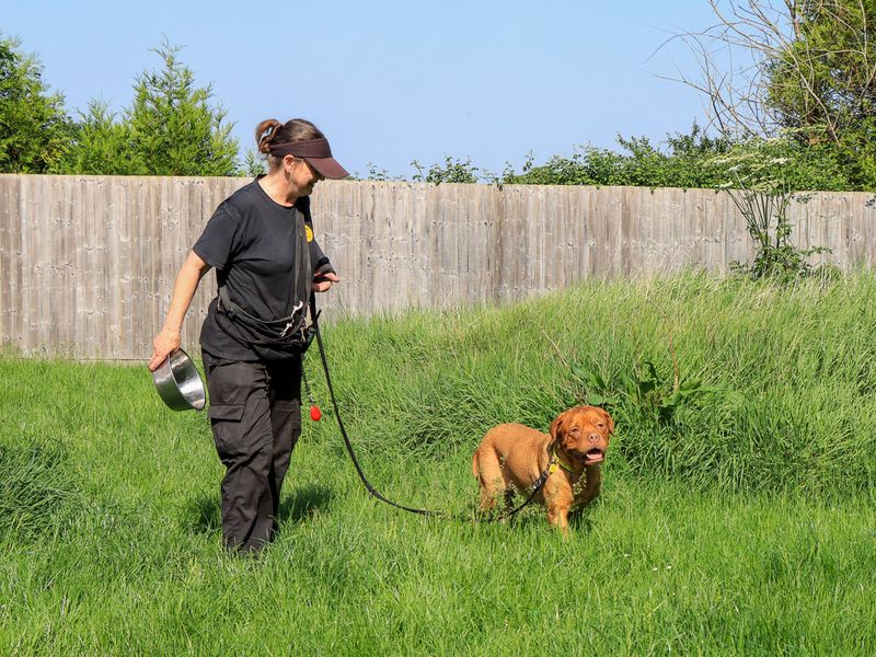 undefined | Dogue De Bordeaux | undefined - 3