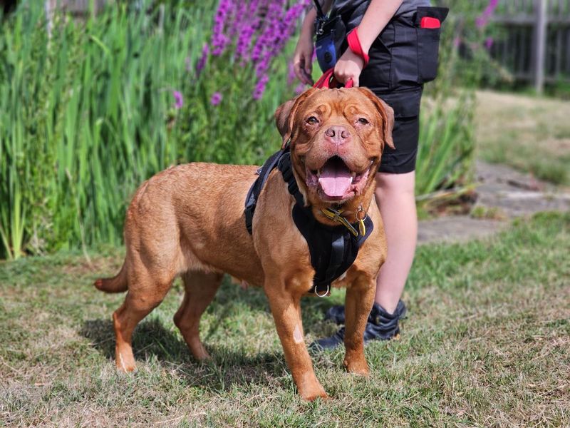 Popsicle | Dogue De Bordeaux | Evesham (Worcestershire) - 4