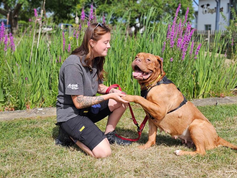 Popsicle | Dogue De Bordeaux | Evesham (Worcestershire) - 6