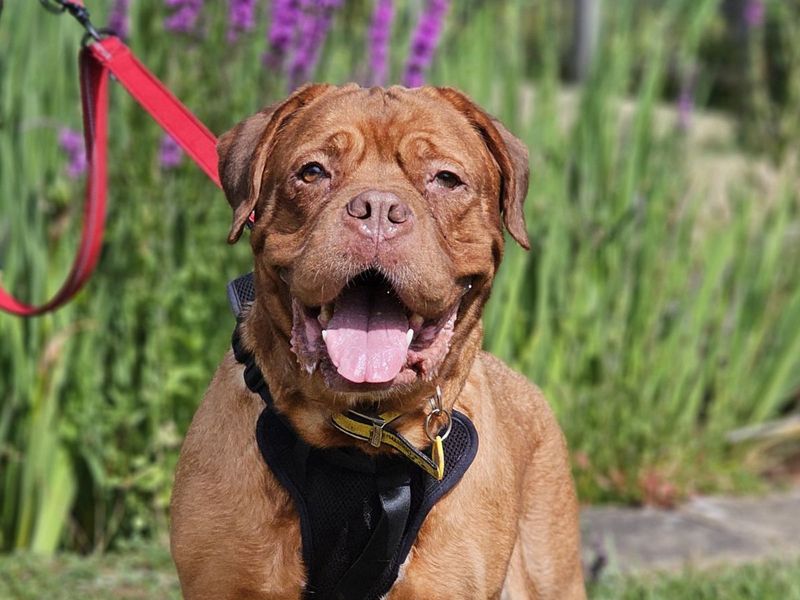 Popsicle | Dogue De Bordeaux | Evesham (Worcestershire) - 1